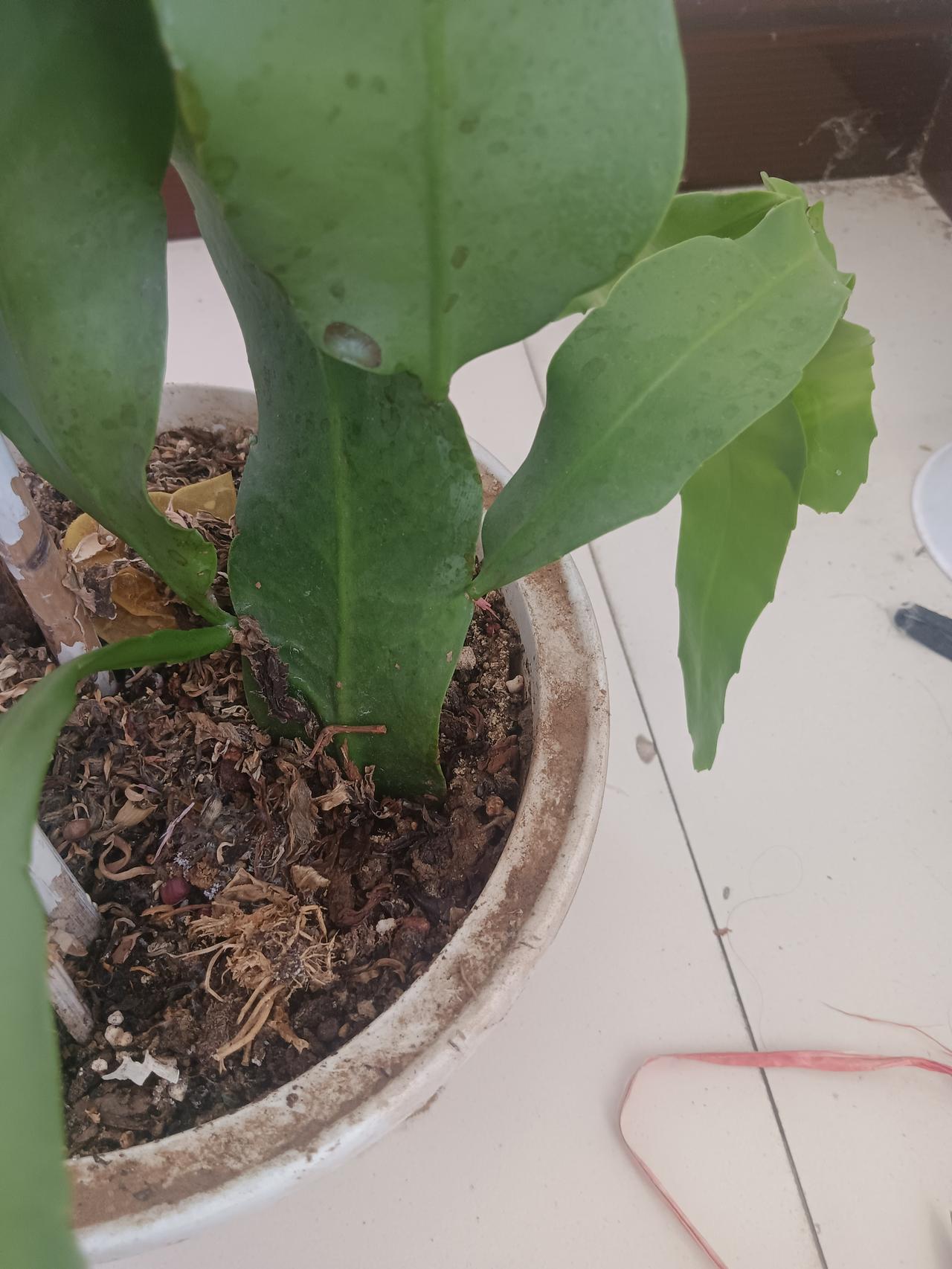 你能想到一个73岁的老太太有多拼吗？70多岁的老妈捡完了黄豆我以为终于可以歇歇