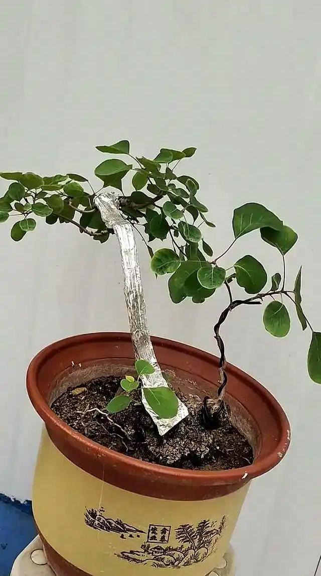 一棵黄栌几年的变化！几年前入手的一棵黄栌，也经历了养桩，换盆，定型，修剪。一天天