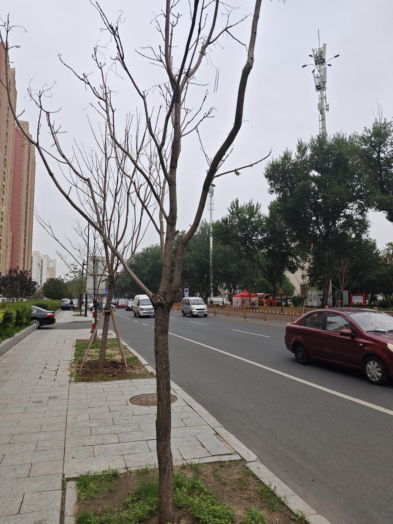 为什么要种这种树，绿叶最晚，落叶最早，还不适合本地，都死了，年年复始，看来又要影