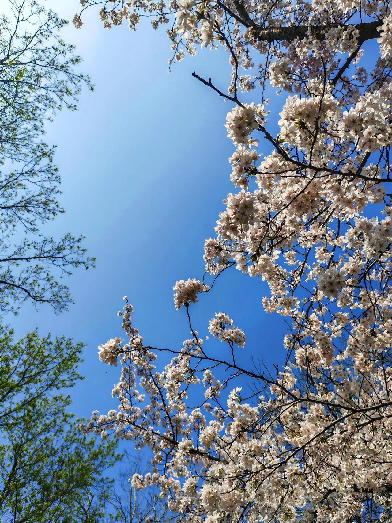 看看你们手机里的大自然助手原创摄影作品分享镜头里的春日美景樱花