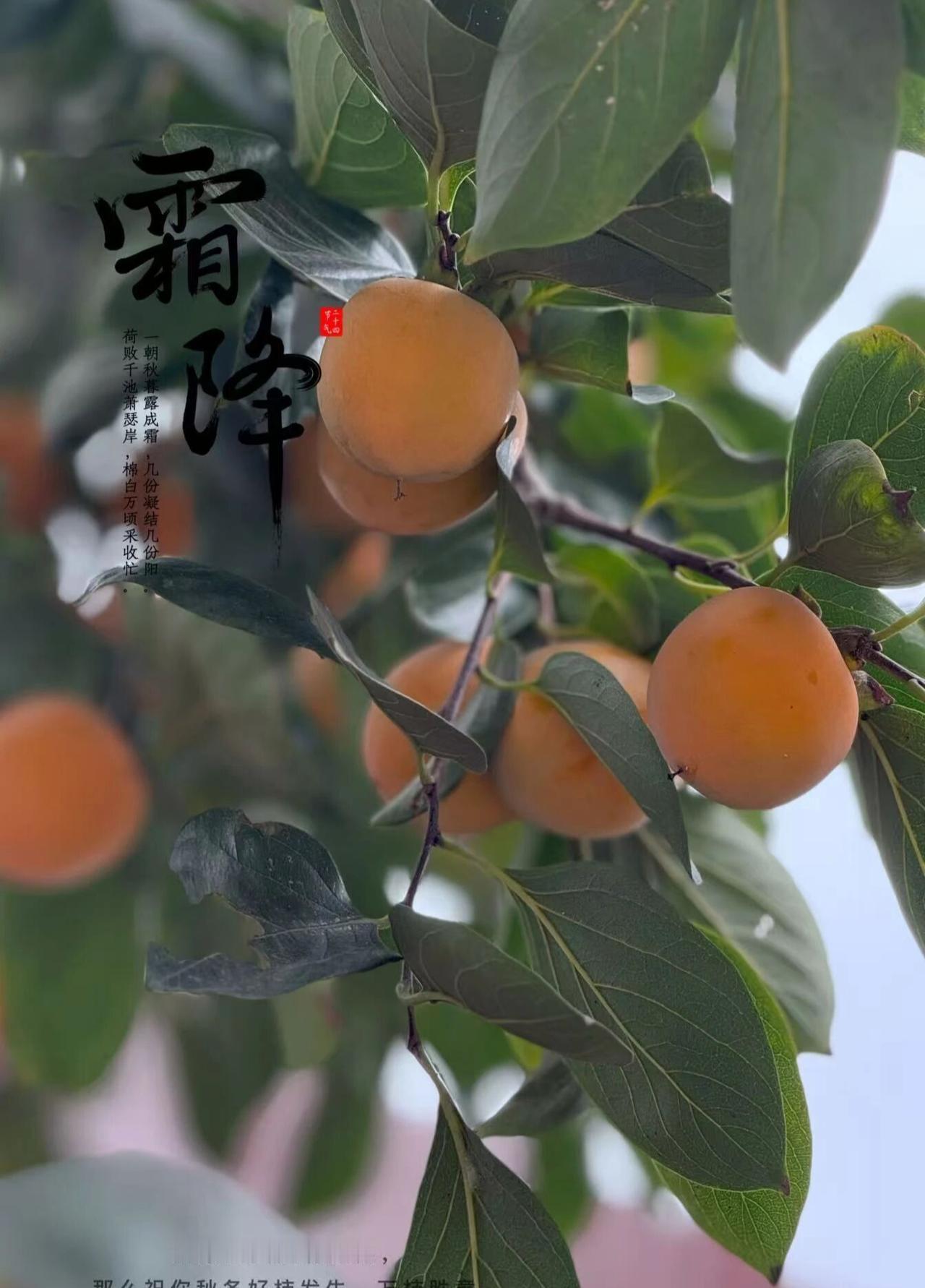 友友们冬天了，还吃水果吗？煮了吃还是生着吃～我更喜欢生着吃，不过听说