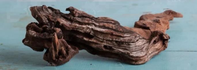 1973年，一男子捡了个树根拿回家砍柴烧，妻子：“这个树根怎么长得这么奇怪，要不