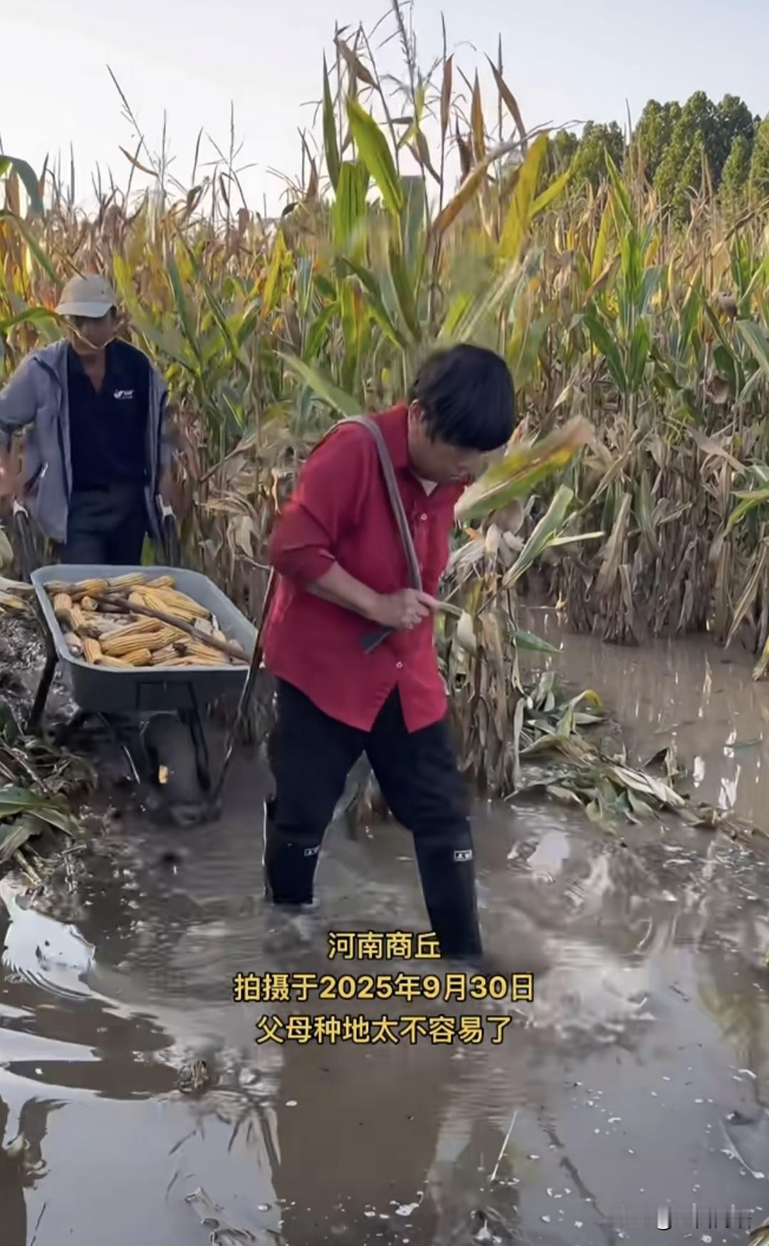 种的时候连着干旱，收的时候连着下雨，农民难啊，河南的农民更难！