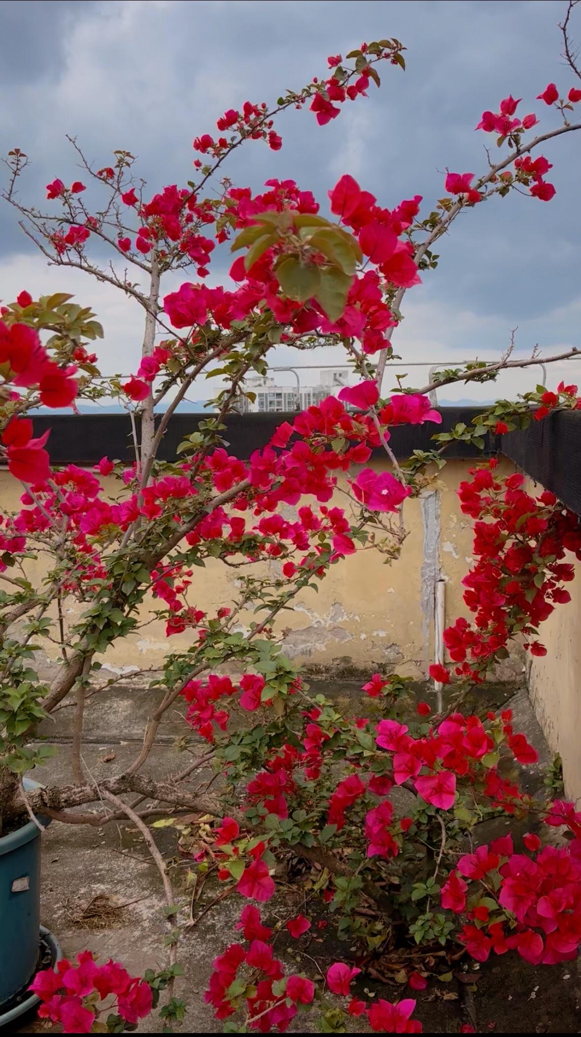 爱养花的你,可有养过三角梅?这盆养快10年了，把它放楼顶养，光照好，盆土干了浇透