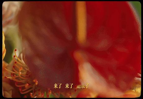 鲜花辣评比约会精彩对于喜欢鲜花的朋友们来说，这真的很难拒绝，相信每天都会有惊喜