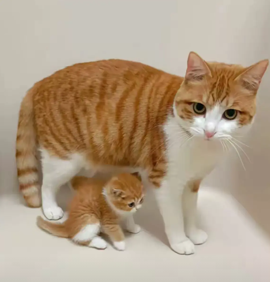 小区有一对流浪猫母女，那天我发现它时，猫妈妈已经站不起来，大口喘着气，那还有四个