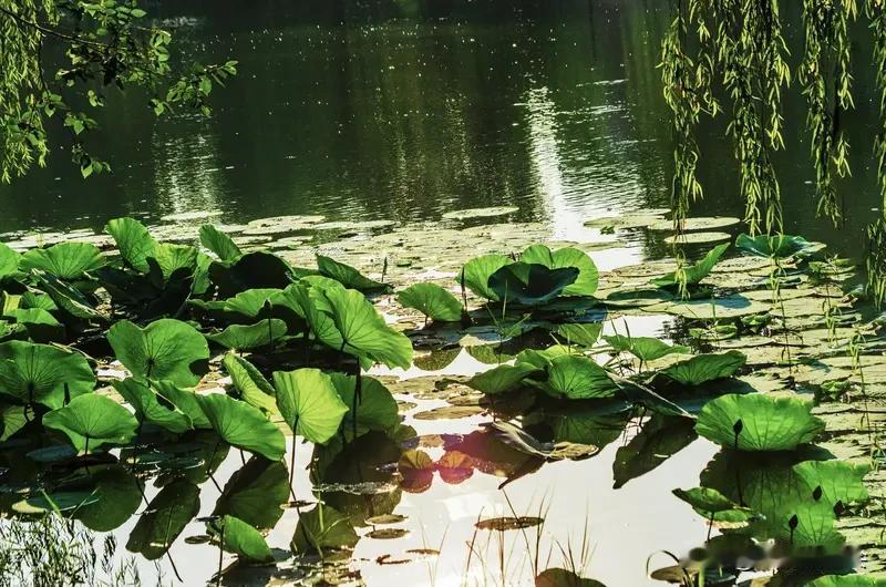 看到“青山不缺松竹翠”这个上联，一下子就激起了我对对联的兴趣。对联讲究对仗工整、