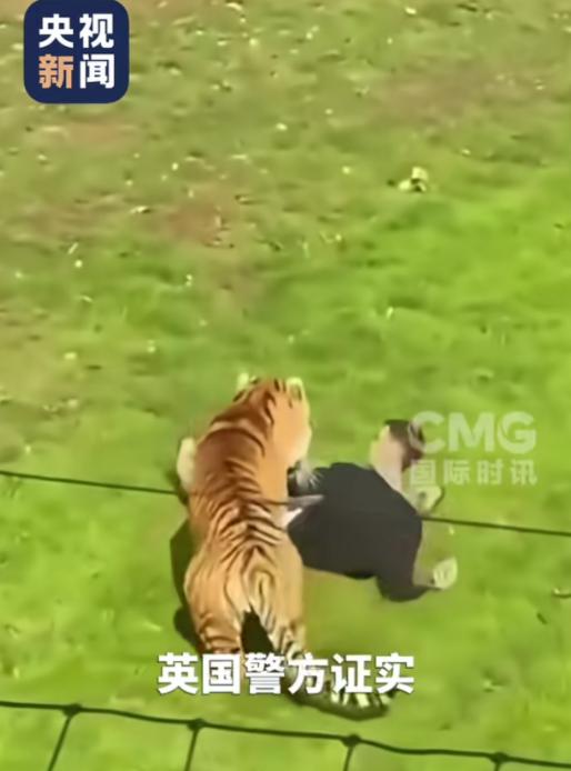 游客亲眼目睹！男子擅自翻入虎区对峙东北虎，最终不幸遇难，老虎却安然无恙当