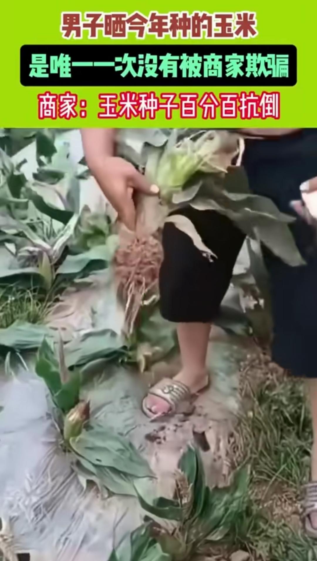 最近，一位网友发布的栽种玉米的视频火了。他买了号称“百分百抗倒”的种子，种出的玉