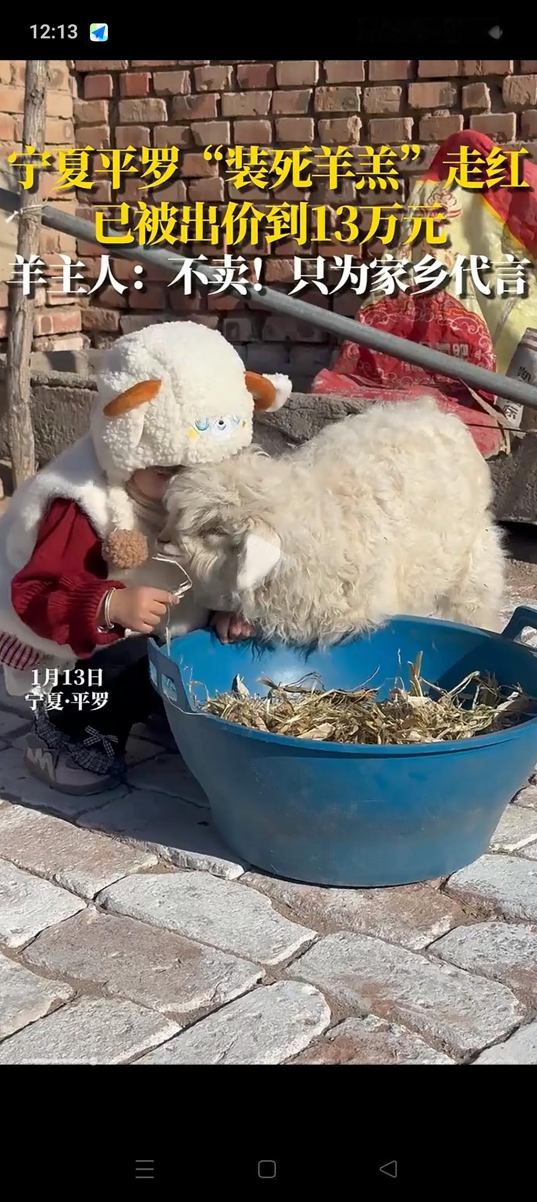 “彻底解释不清了”，宁夏，一男子拉4只小羊到集市上卖，其它3只小羊都卖的很顺利。