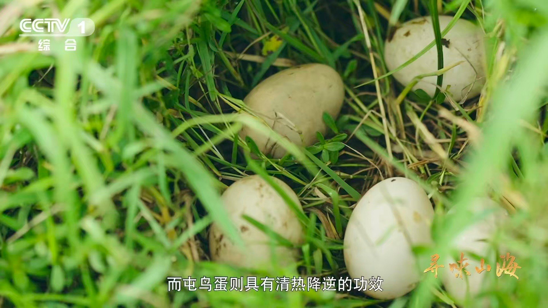 湖北这种鸭子的肉质能比肩牛肉千岛湖光孕育的“飞翔牛肉”！阳新屯鸟以独特生活习性