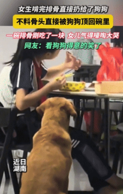 小孩破防了，小狗吃饱了？据说威海2025年7月8日报道，湖南一女孩啃完排骨上的