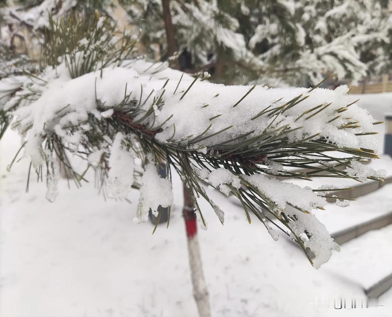 西安人可以赏雪景了昨天西安迎来2025年首场雪，也是2024年最后一场雪，确