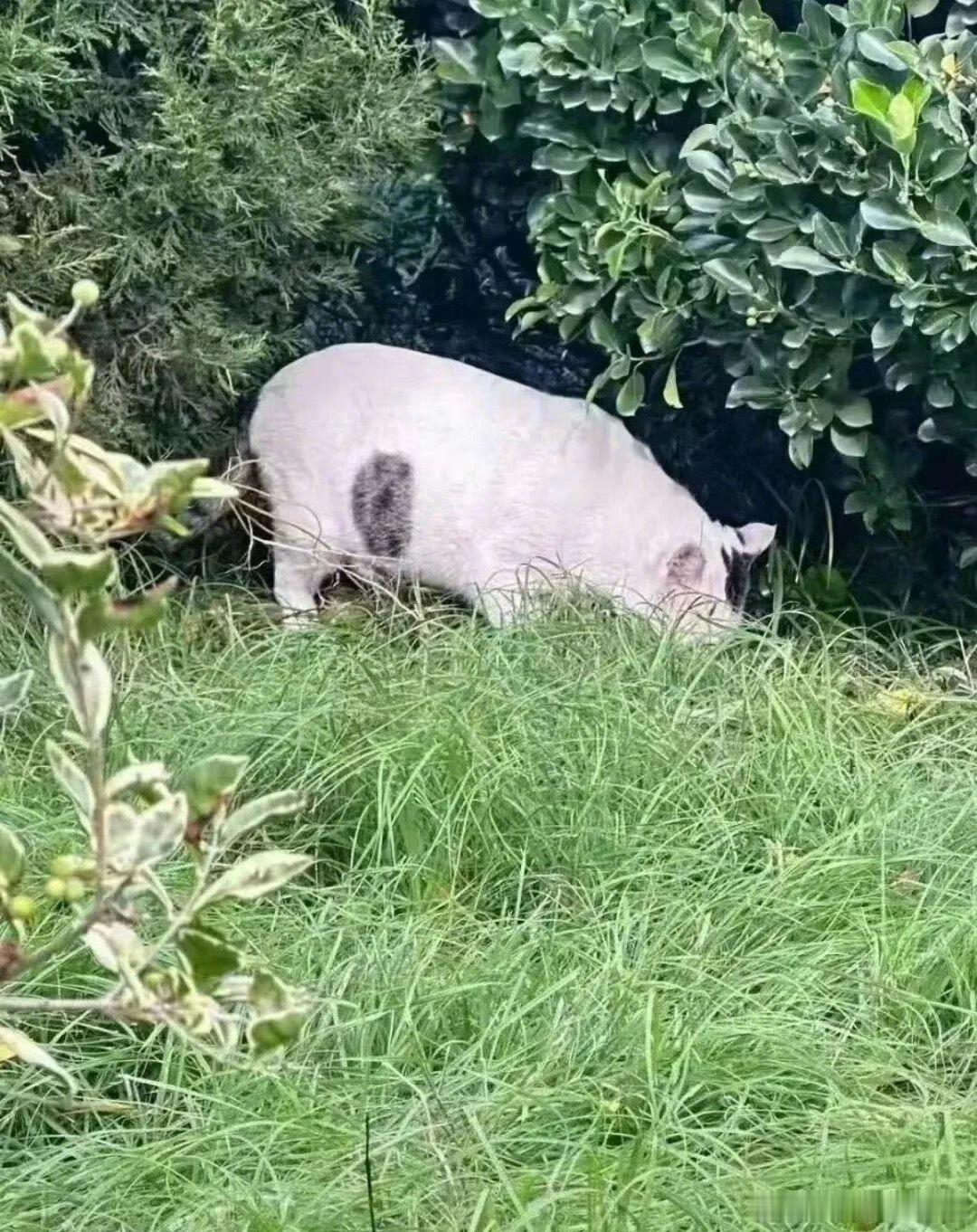 不好意思，第一眼真的看成了猪​​​