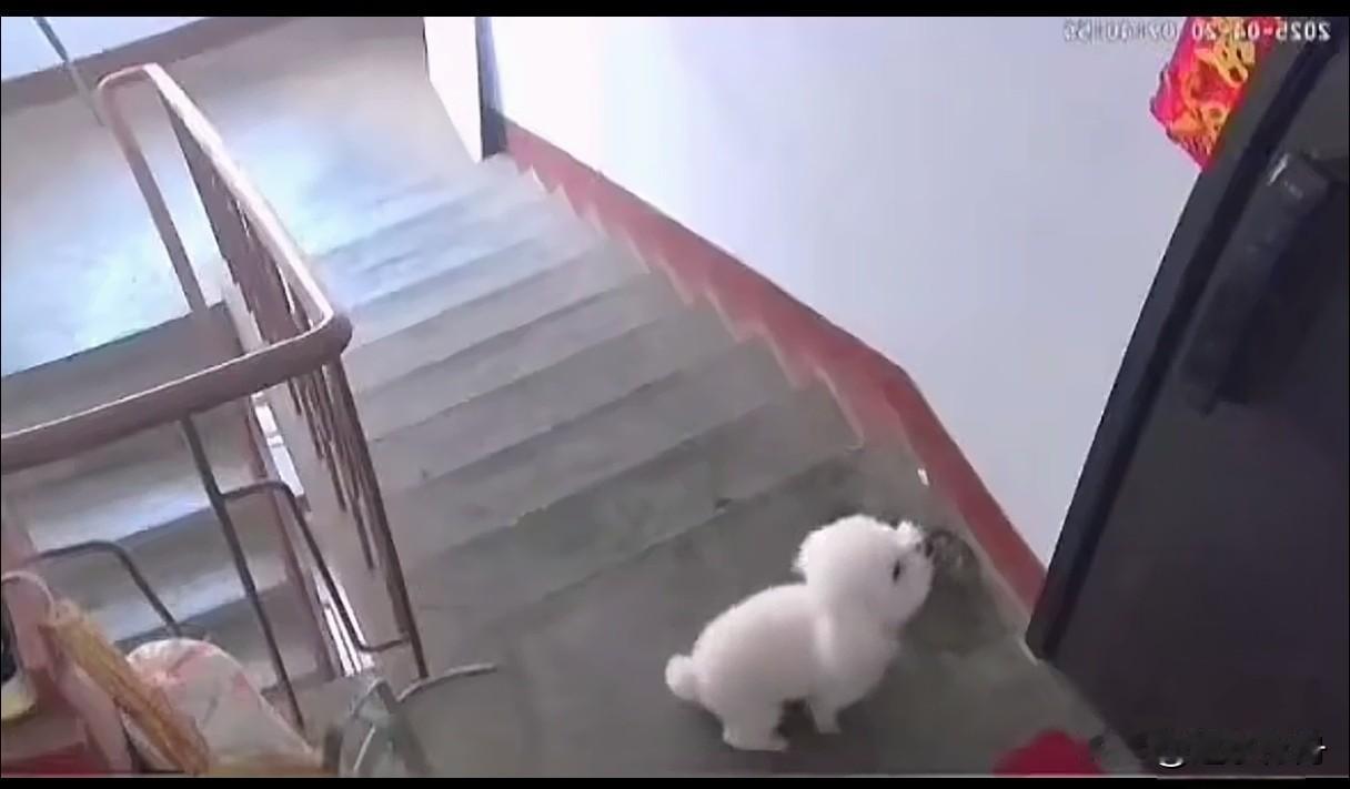 离家出走两星期的宠物狗又跑回来了，一直堵在门口叫个不停。这只白色的比熊是从朋友