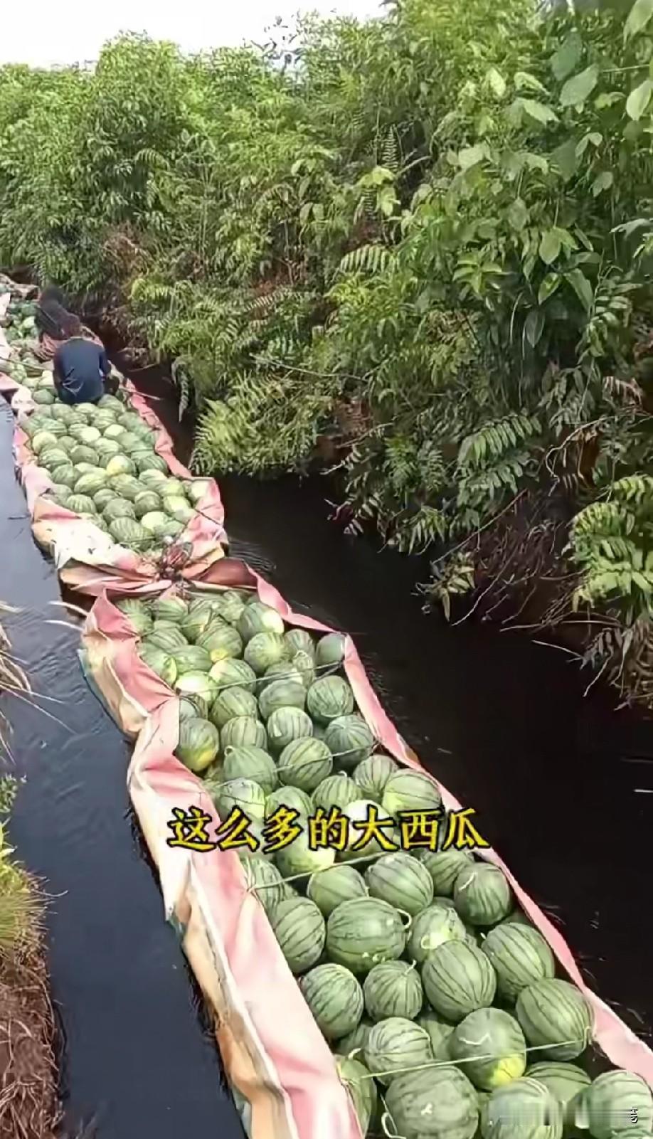 假得吧[笑着哭]，西瓜会直接沉下去！