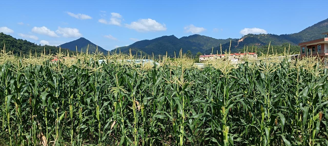 漳州市——长泰区林墩石横村《玉米种植基地》，玉米长势良好，有望丰收。