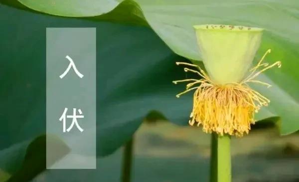 今年入伏与大暑相连，有啥说法？答案来了今天我们当地最高气温在38℃，但是中午到