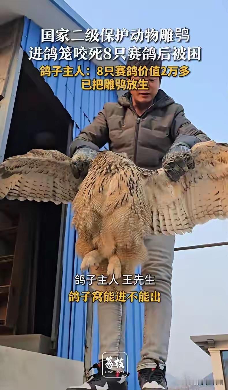 近日，河北保定，国家二级保护动物雕鸮进了鸽笼，咬死8只赛鸽。鸽子主人王先生回应，