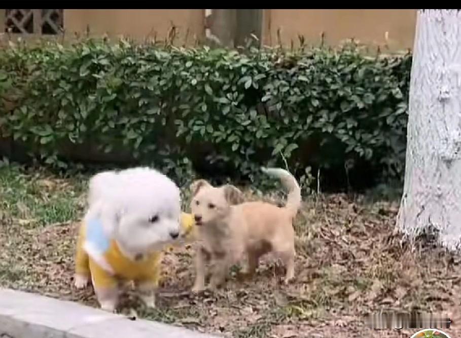 带回老家养的宠物狗老是被别的狗欺负，只好把它接回来了。亲戚来玩的时候觉得家里养的