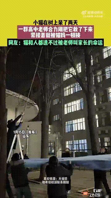 “笑不活了！”山东一校园内，有学生发现一猫妈妈在树下一直叫，抬头一看，树上还蹲着