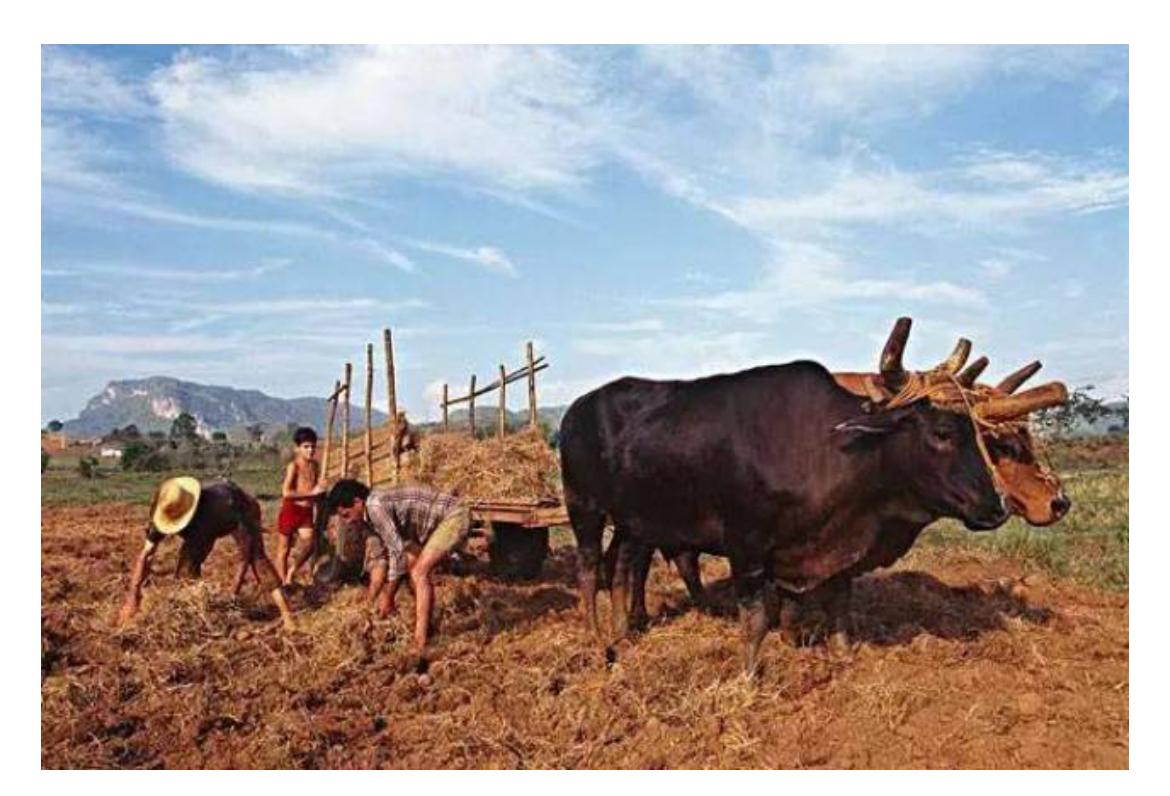 古巴哥们成功60多年了，有大片的黑土地，阳光充足，雨量丰沛，水稻一年三熟，人均耕