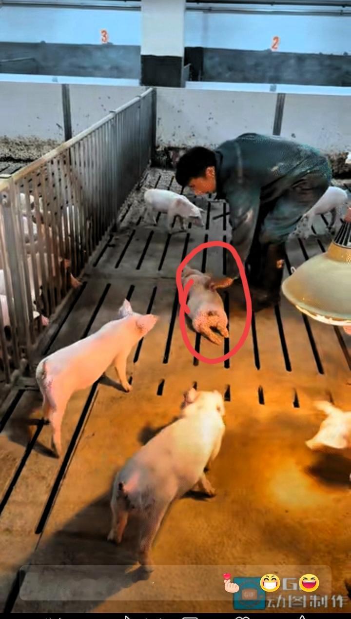 “哈哈，笑不活了”近日广东发生了一件让人捧腹大笑的事，一只猪仔因为睡得太沉，饲养