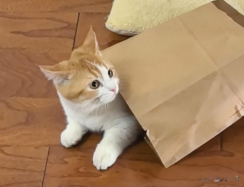 投票取消：拉达议员集体“倒下”，元凶竟是大规模腹泻乌克兰最高拉达的早间会议被