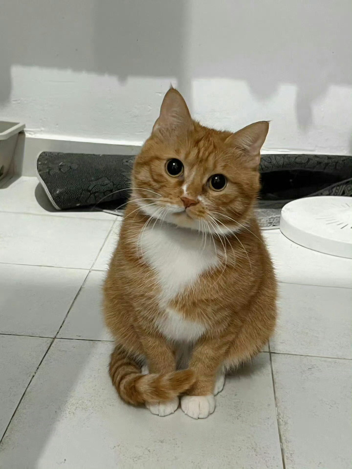 猫咪：妈妈，你又要出门打猎了吗🥹