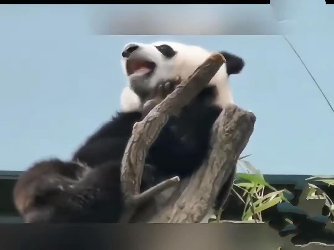 全球唯一无法回国的大熊猫欣欣，真的让人痛心。1975年，中国出于外交政策，向墨西