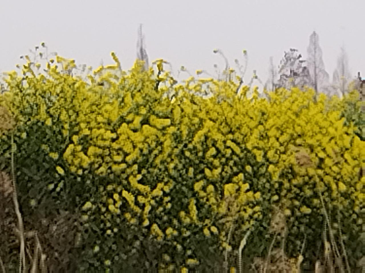 油菜花开了，照片上的这油菜花是野生的，每年夏天当收获了油菜籽之后，遗落的油菜籽到