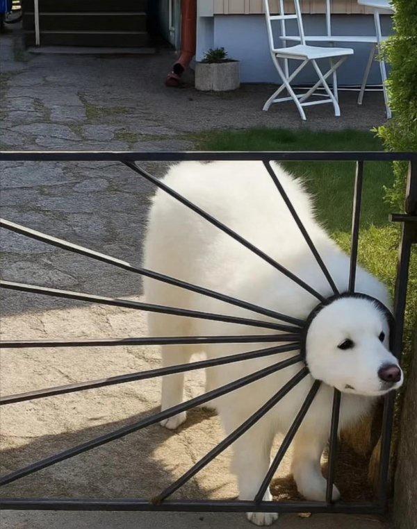 狗狗表演低成本cos太阳花[捂脸哭][捂脸哭]