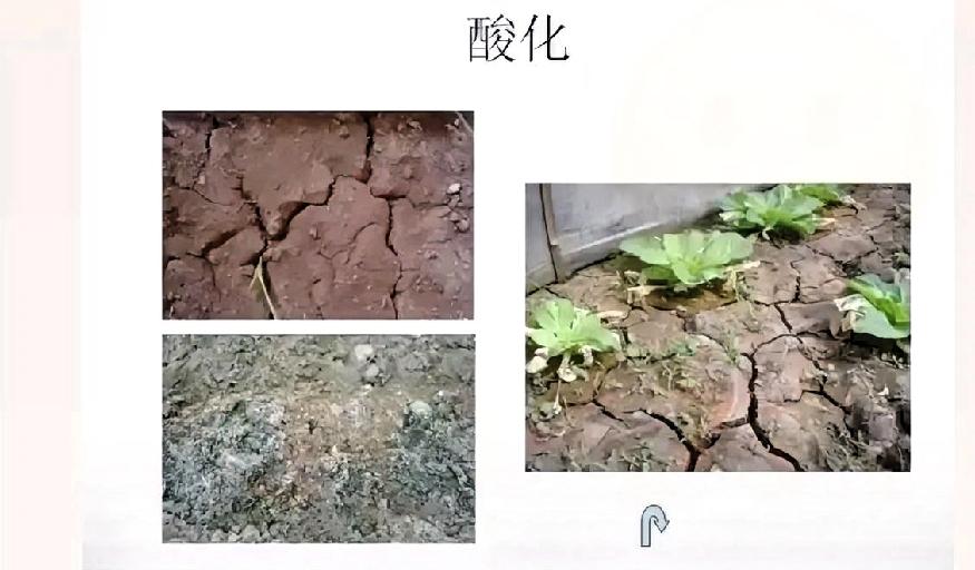 东方大国为何会在2026年3月向菲律宾提供化肥？主要是因为菲律宾春耕急需化肥