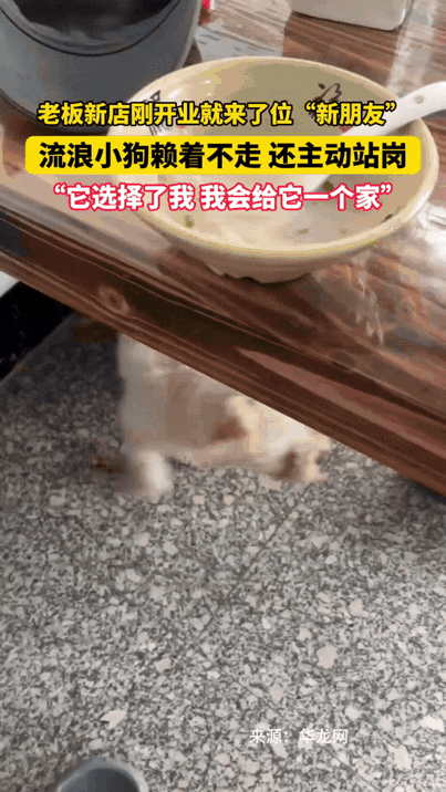 万物皆有灵性！安徽，老板新店刚开业，就来了只流浪狗，估计是闻着香味来的，一直赖在