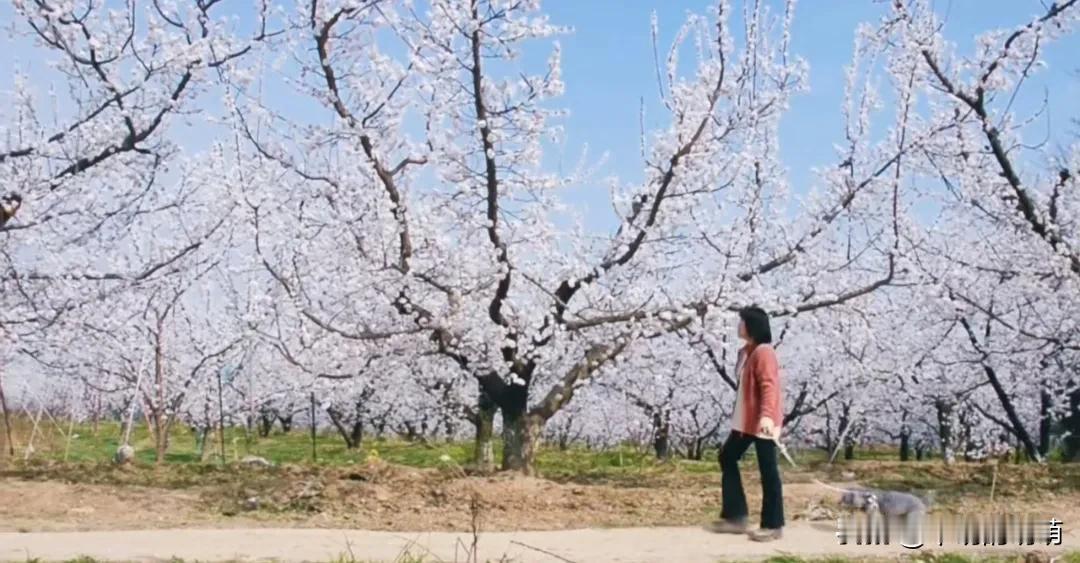 羡慕今年6🈷️份退休的教师们，她们几乎都选择延迟4个月再正式退休。延退4个月，