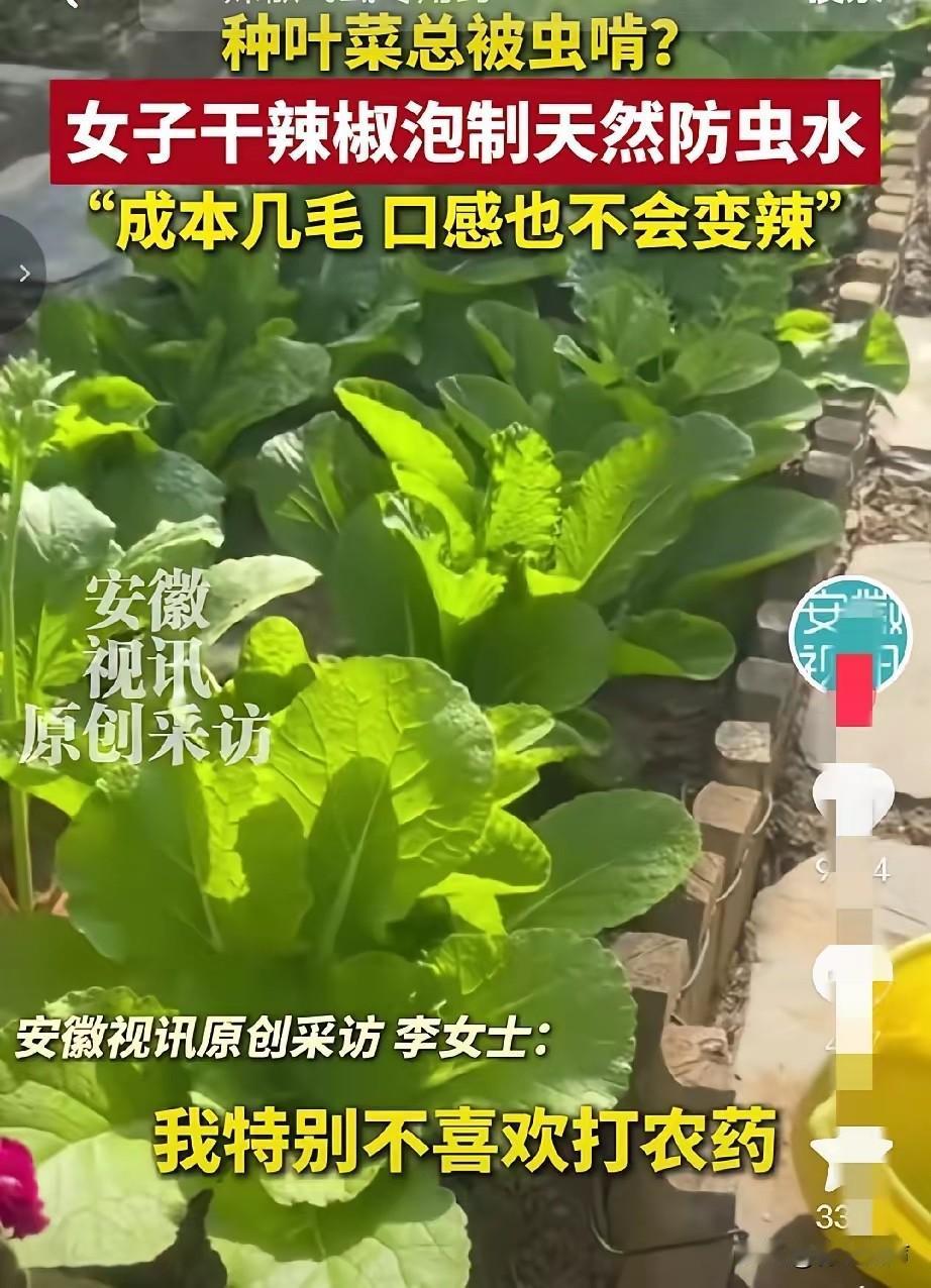 人怎么这么聪明！河北石家庄，一女子在家种青菜，不喜欢打农药，可结果大多被虫子啃成