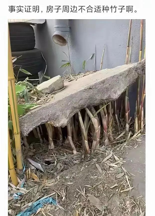 这就是大自然的力量，一根竹子翘不动石板，一打竹子就可以轻易撼动一大块石板。所以
