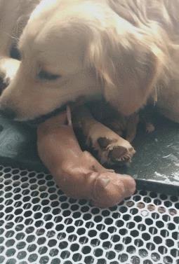 狗妈生完孩子之后, 第一时间做这件事, 谁阻止咬谁!
