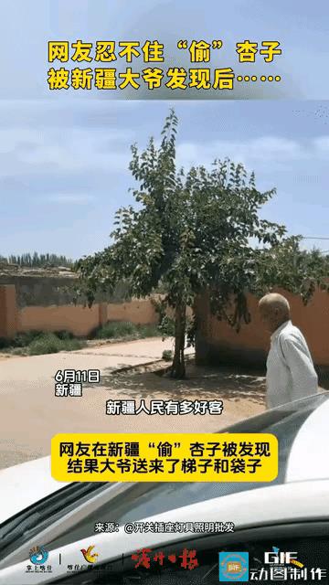 6月11日，男子自驾到新疆旅游，发现路边一家院墙外种了一棵杏树，树上果实累累，非