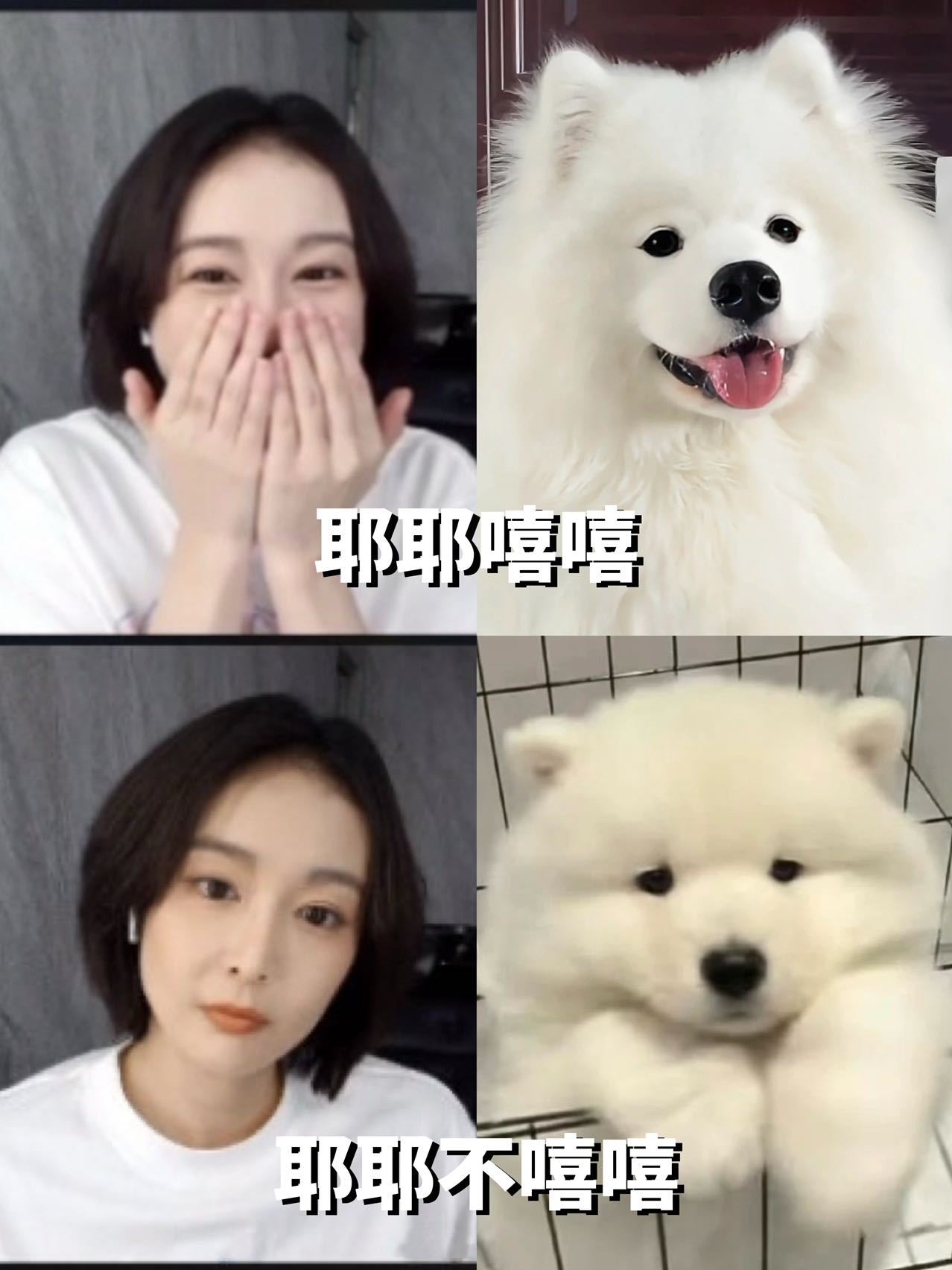 高叶白色萨摩耶本耶我就说直播镜头里的高叶完全就是白色萨摩耶具象化，笑起来时眼睛弯