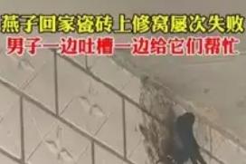 燕子瓷砖搭窝屡失败，男子吐槽式帮忙笑翻网友：原来燕子吐的不是502！谁能想