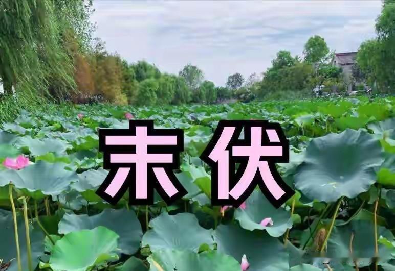14日进末伏，“秋老虎凶不凶，就看末伏”，今年还要热多久？秋老虎会来吗？早看早了