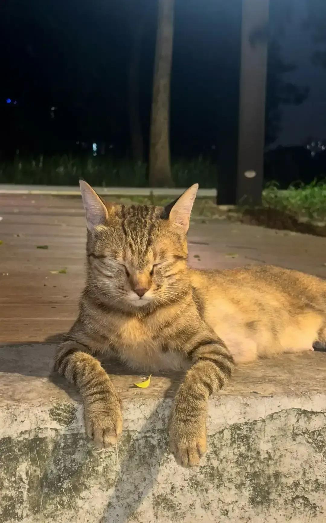 婆婆去年开始喂楼下那只瘦猫，剩饭一倒，猫就天天蹲门口等开饭。今年夏天它干脆在楼