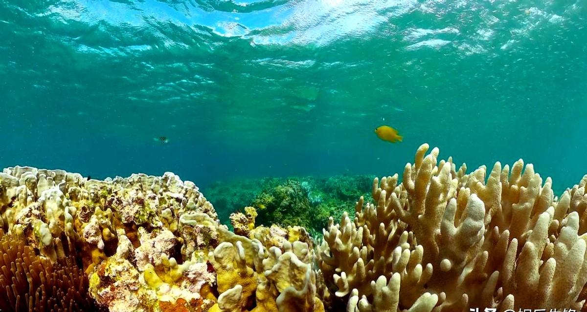 深海探秘：机械臂抓拍发光微生物群，科学家喝着咖啡看海底星空直播！