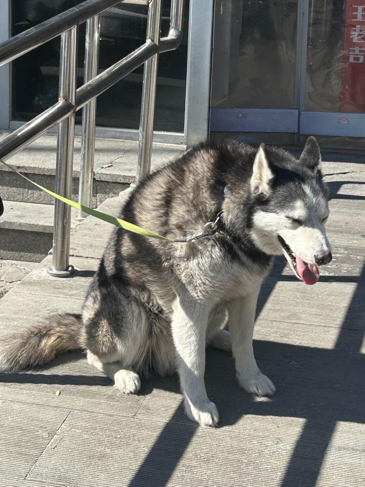 今天在颐和园附近的一个超市，看到一只哈士奇被拴在门口，乖巧地等着主人出来，很是可