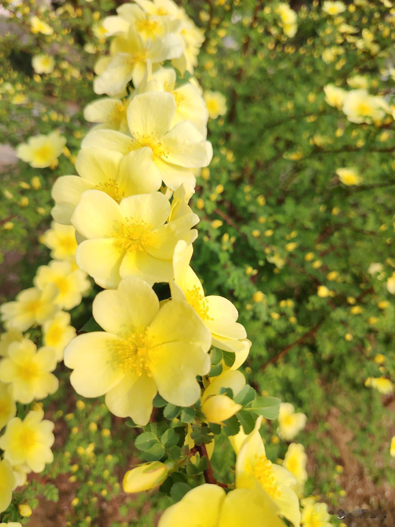 台媒：台空军喊话解放军军机解放军强硬回应“闭嘴”这是今年唯一一次拍春暖花开的