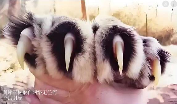 月薪5万招“兽王司机”，2000人疯抢：这钱，真不是“命换来的”？“开车进