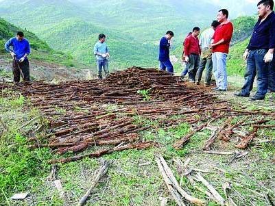 一千多支步枪深埋地下70多年，当时是什么原因？ 2009年4月，四川江油武都