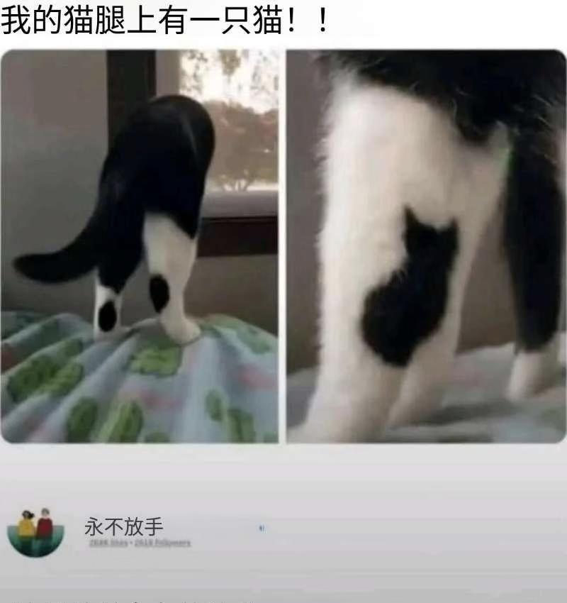有趣梗图丨猫腿上长猫了此图有梗莫名其妙击中笑点梗图猫咪拯救人类如果猫猫