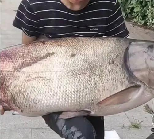 隔壁老哥的钓鱼佬群直接炸成烟花，原因是一条鱼——确切说，是一条两百二十七斤二两的